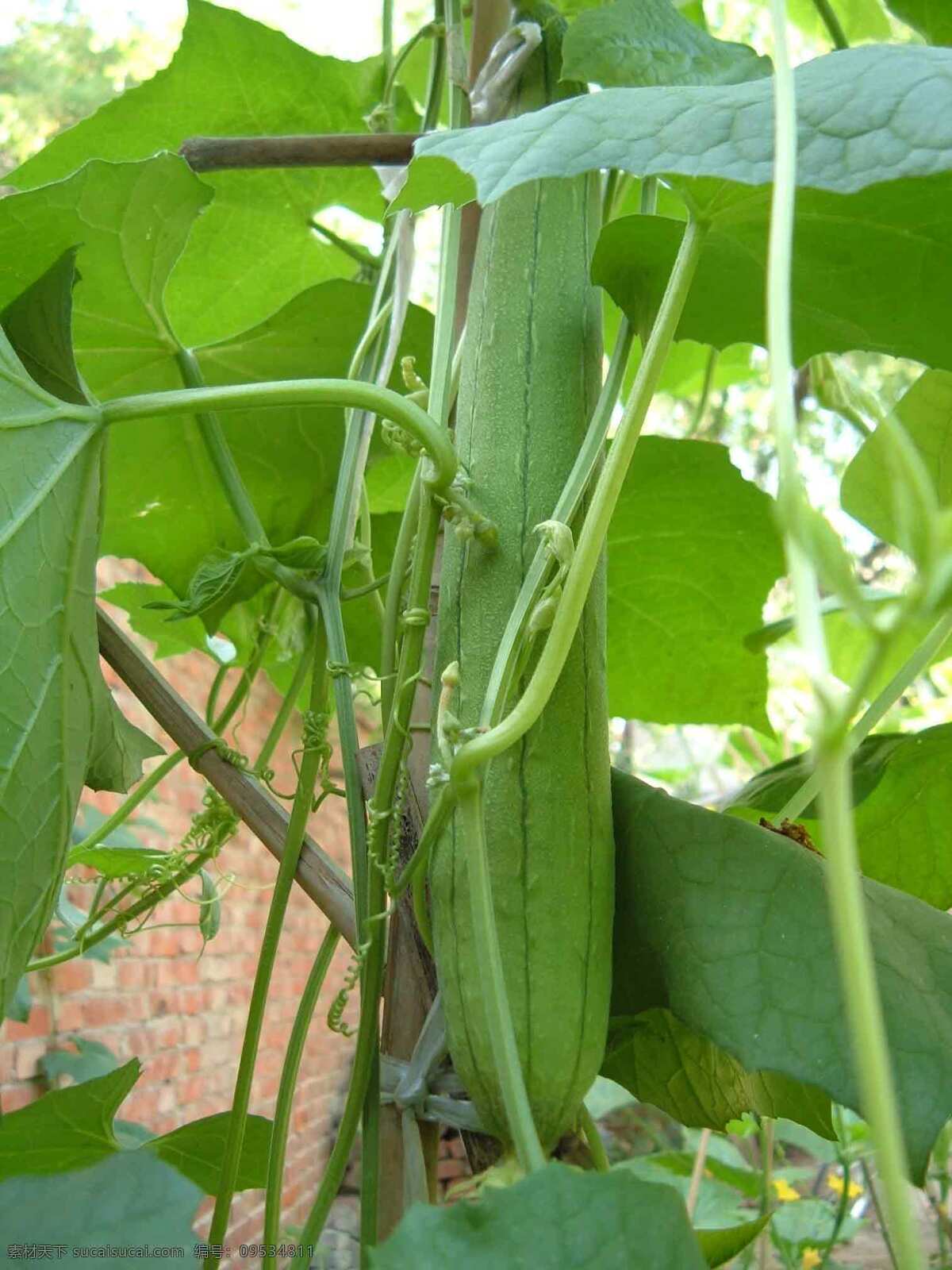 丝瓜 蔬菜 绿色 黄花 生物世界