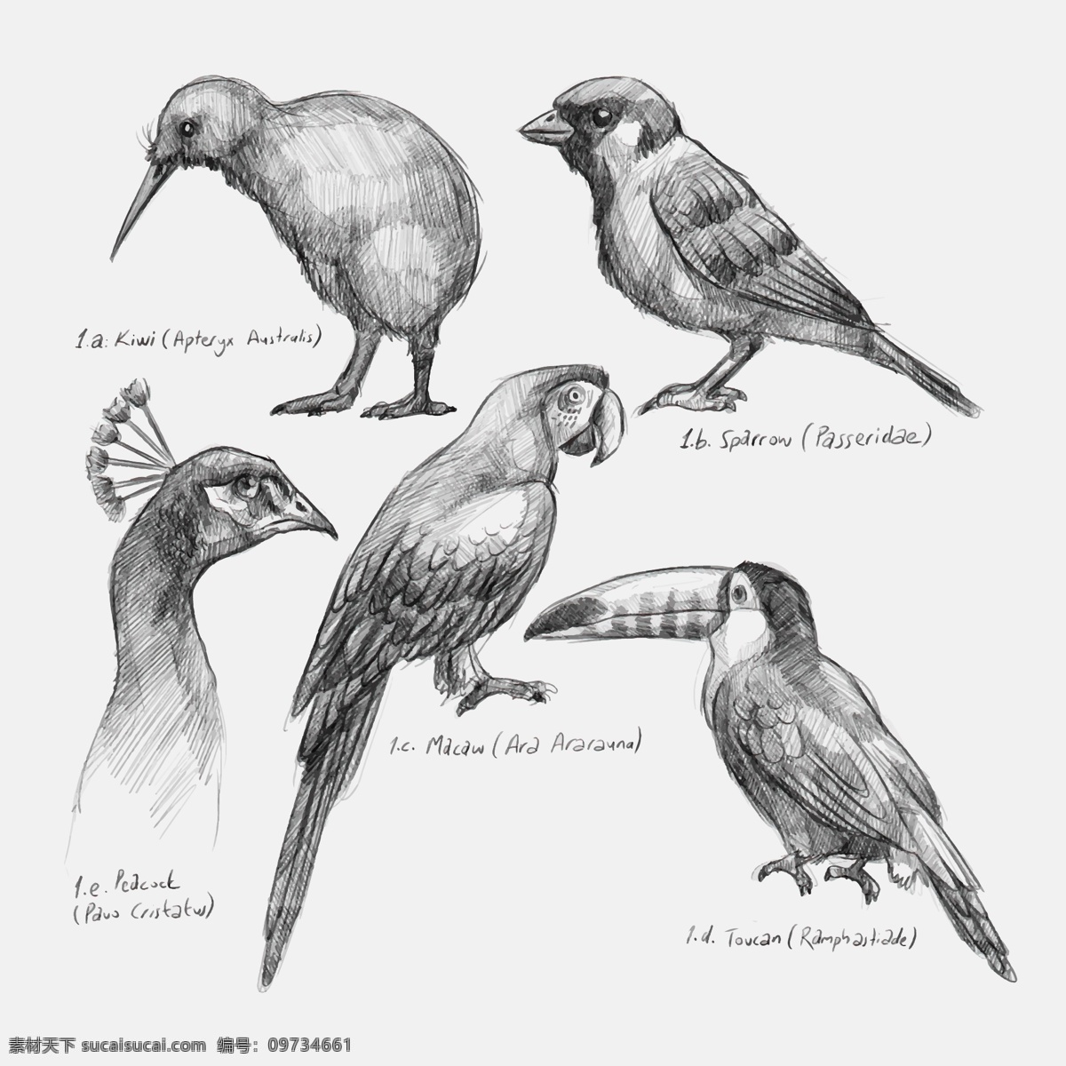 素描鸟 无框画素材 简约插画 日常元素 抽象几何 动物 鸟 手绘 素描 素描手绘 手绘素描 服装设计