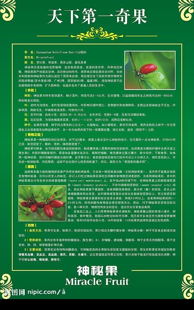 话说神秘果 神秘果介绍 矢量图库