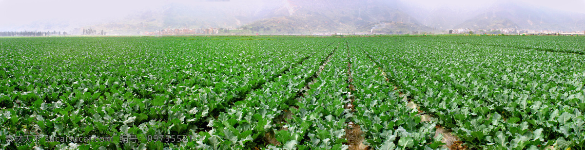 蔬菜 基地 菜地 丰收 果实 生物世界 食品 有机食品 蔬菜基地 规模 风景 生活 旅游餐饮