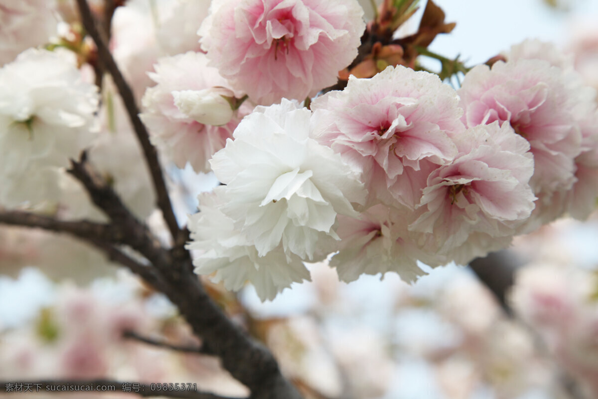 春天 粉红花瓣 花草 花朵 花朵特写 花蕊 绿叶 樱花 特写 樱花特写 樱花节 植物 生物世界 摄影花卉图片