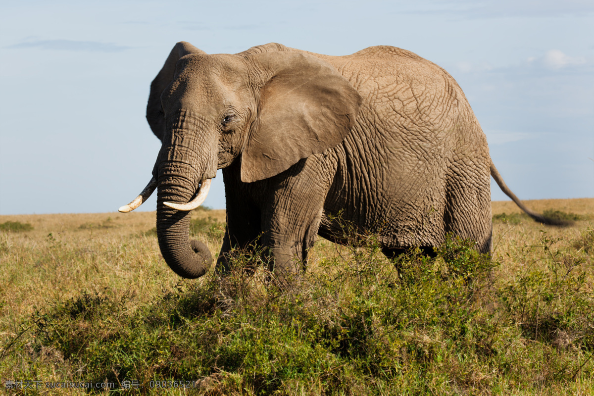 一只大象 野象 大象 象 非洲大象 动物世界 野生动物 陆地动物 动物 生物世界 黑色