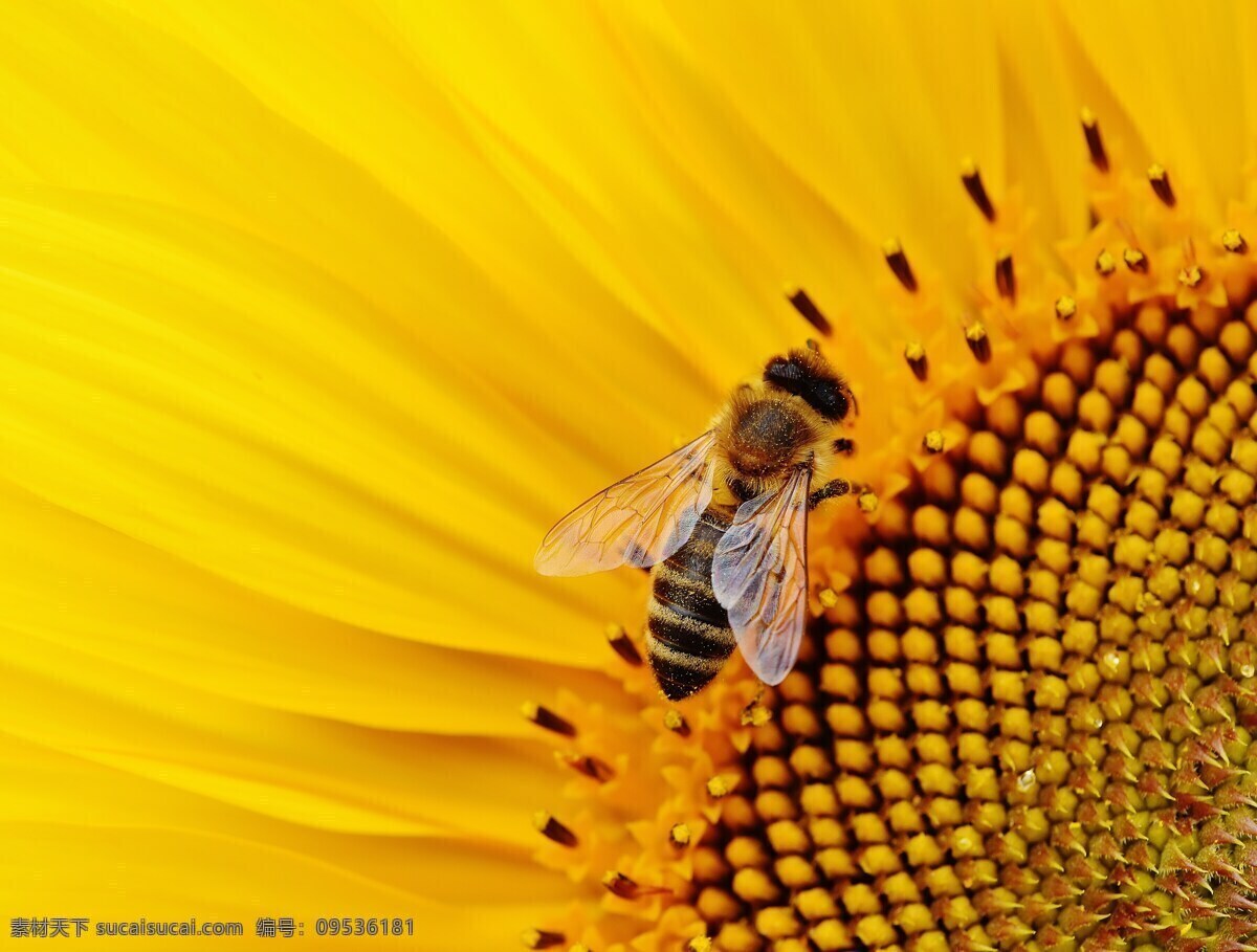 蜜蜂采蜜 小蜜蜂采蜜 工蜂采蜜 采蜜 辛勤采蜜 蜜蜂辛勤采蜜 采蜜的蜜蜂 小蜜蜂 蜜蜂 蜜蜂传播花粉 传播花粉 花粉传播 生物世界 昆虫