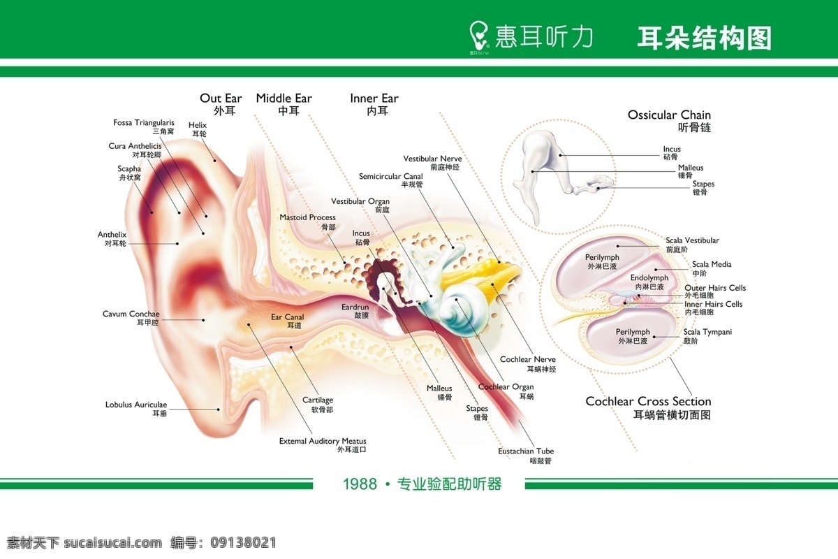 耳朵结构图 助听器 耳朵 耳朵看板 耳朵结构 分层