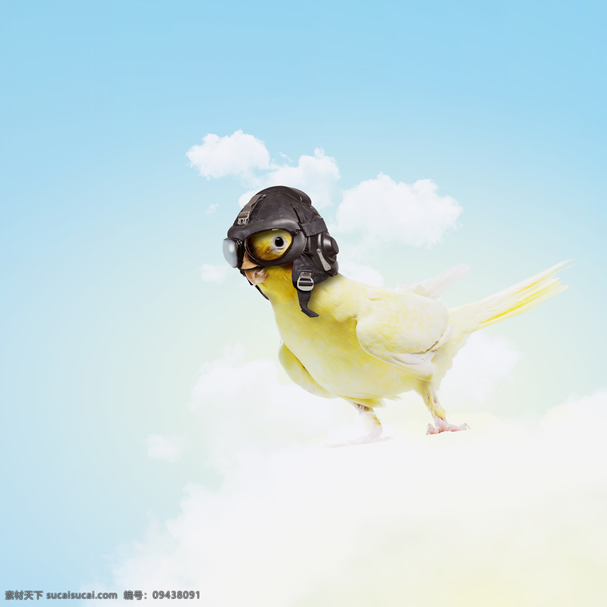 飞行员小鸟 蓝天 白云 飞行员 天空 小鸟 飞鸟 鸟类动物 飞禽 野生动物 动物摄影 空中飞鸟 生物世界 白色