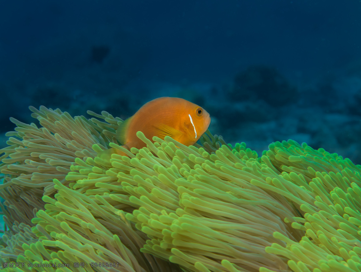 海鱼动物摄影 海鱼 珊瑚 海底世界 海洋生物 美丽风景 大海风景 海水 深海 水中生物 生物世界 绿色