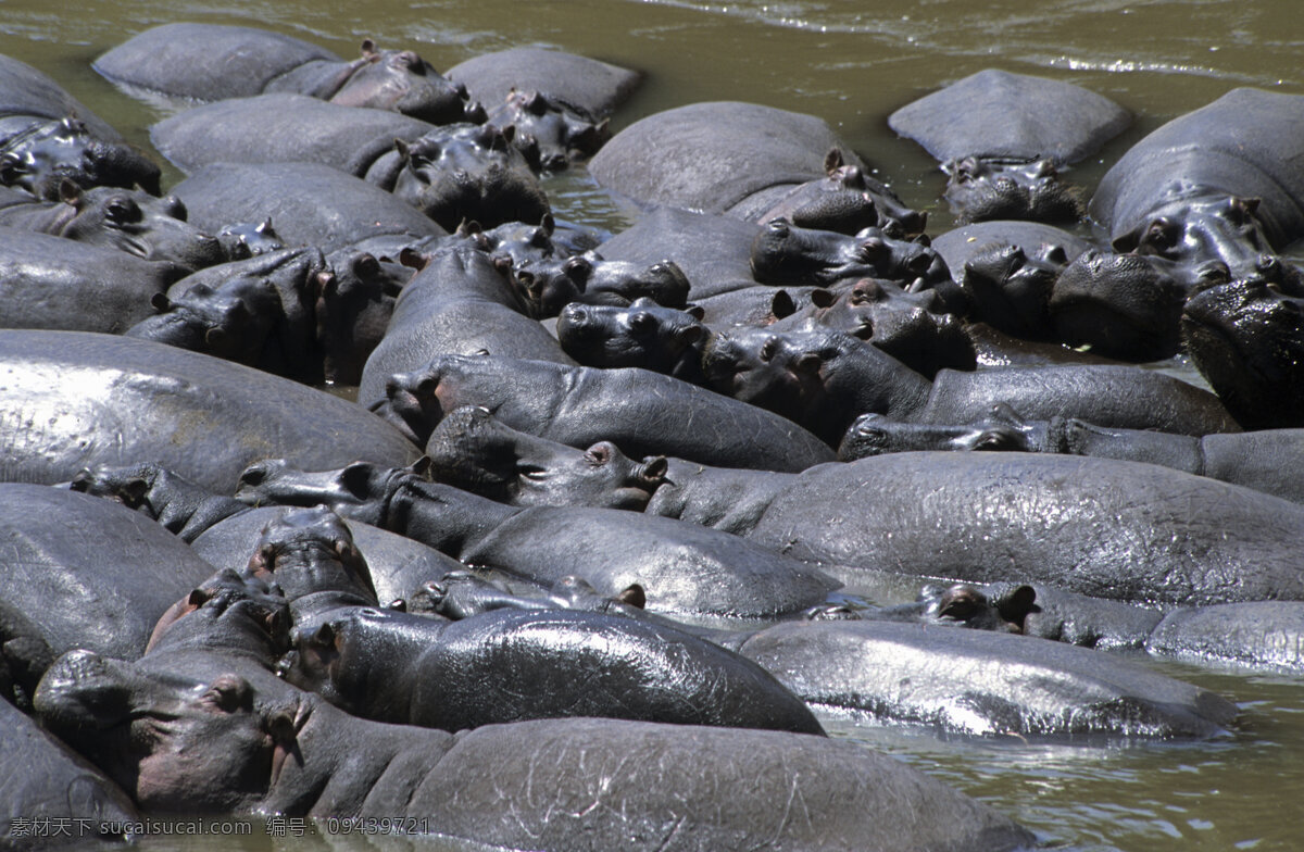 水里 河马 野生动物 动物世界 摄影图 陆地动物 生物世界