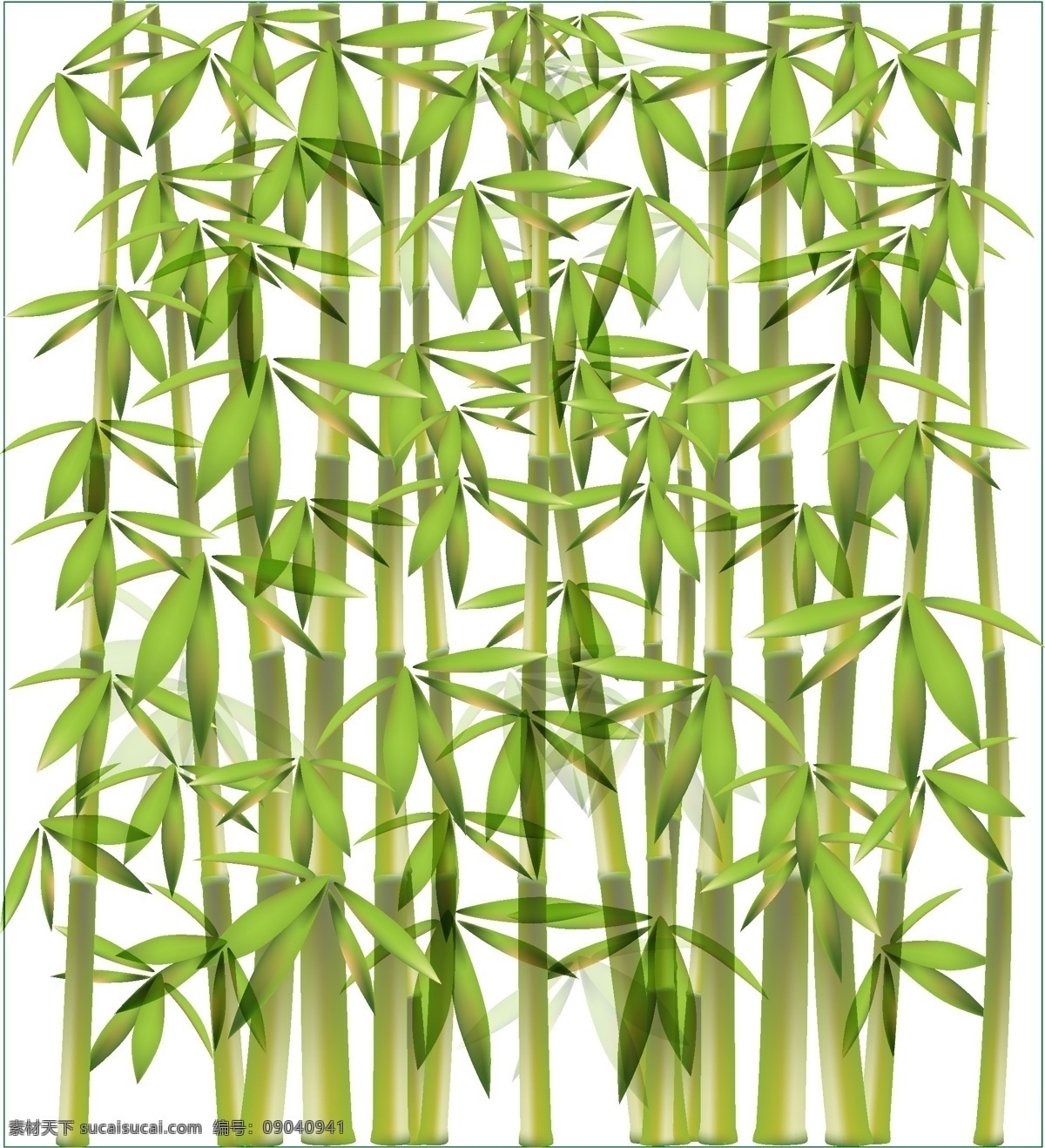 竹子一丛 植物 绿色 竹子 白色
