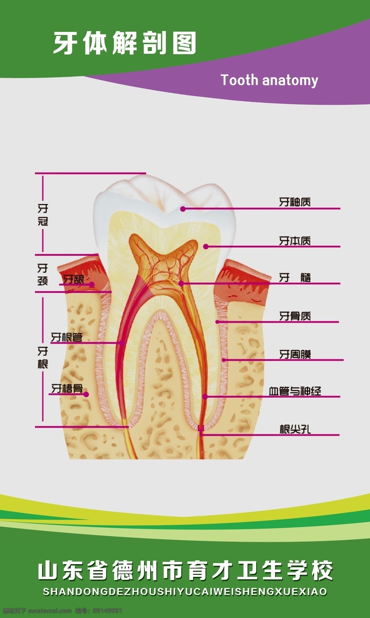 牙体解剖图 医院展板 人体结构 医学 科室展板 医院挂图 健康 治疗 疾病预防 牙科 牙齿