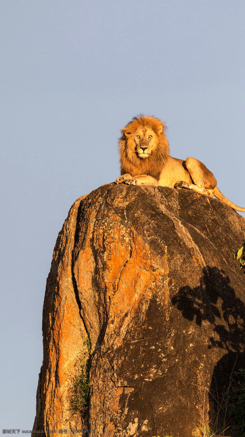 雄狮 狮子 丛林之王 动物 霸气 王者 王者之尊 栖息 岩石 生物世界 野生动物