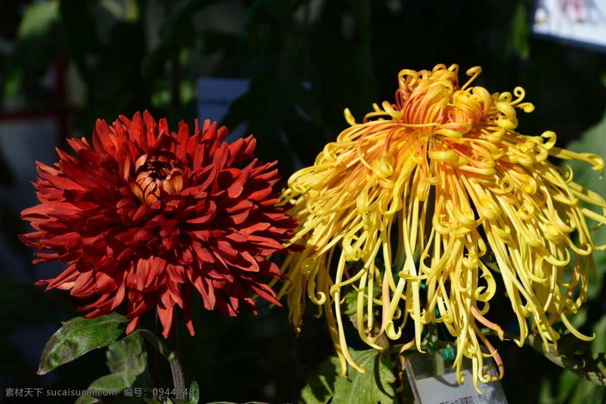 秋菊 观赏花卉 园艺 花卉素材 寿客 金英 黄华 陶菊 花卉 花儿 花草 花朵 花瓣 花蕊 菊菊花 生物世界