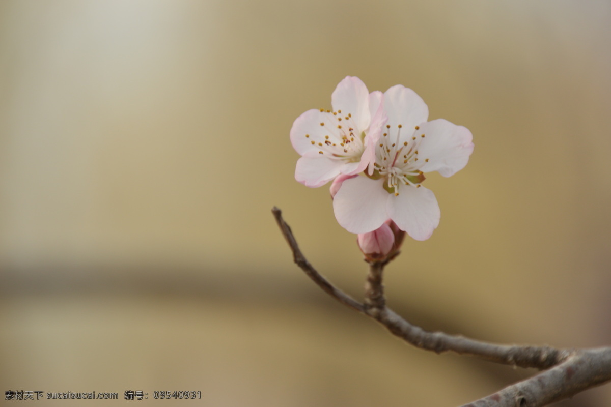 山桃花 桃花美景 绿化景观 桃花 春花 花卉 花儿 花骨朵 花草 植物园赏花 园林景观 公园美景 山桃碧桃 生物世界