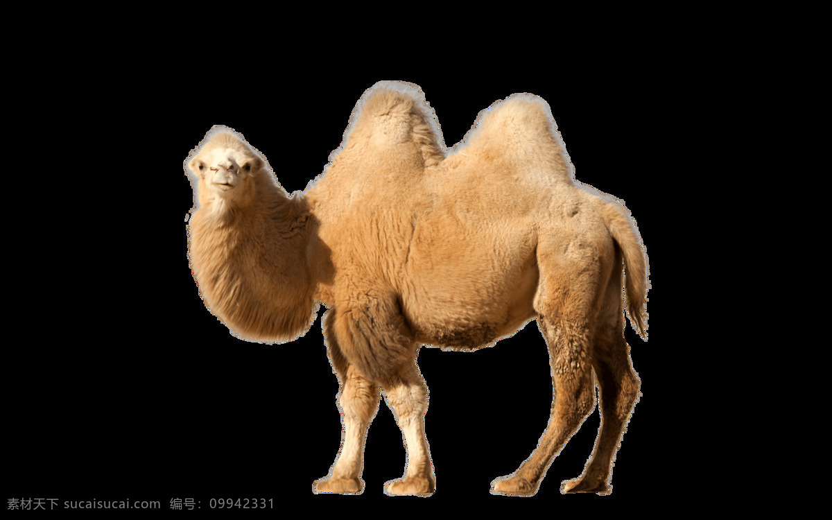 骆驼 透明 动物 动物园素材 卡通动物 卡通素材 陆地动物 沙漠 沙漠风景 沙漠上的骆驼 沙漠之舟 丝绸之路 野生动物 一群骆驼