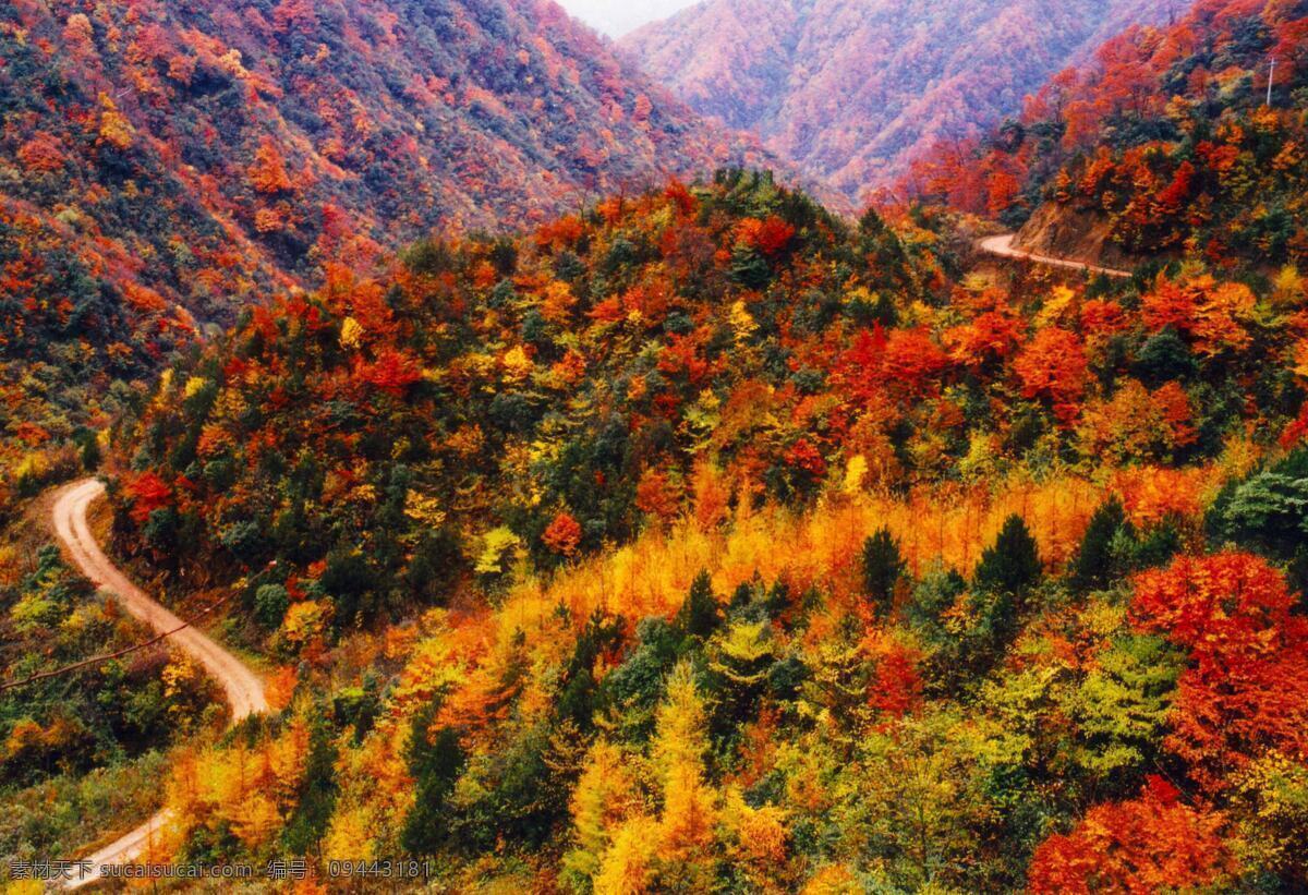 红叶风光 红叶 秋景 秋季旅游 秋天风光 国内旅游 旅游摄影 自然风光 彩林 红叶指数 光雾山 自然风景 自然景观