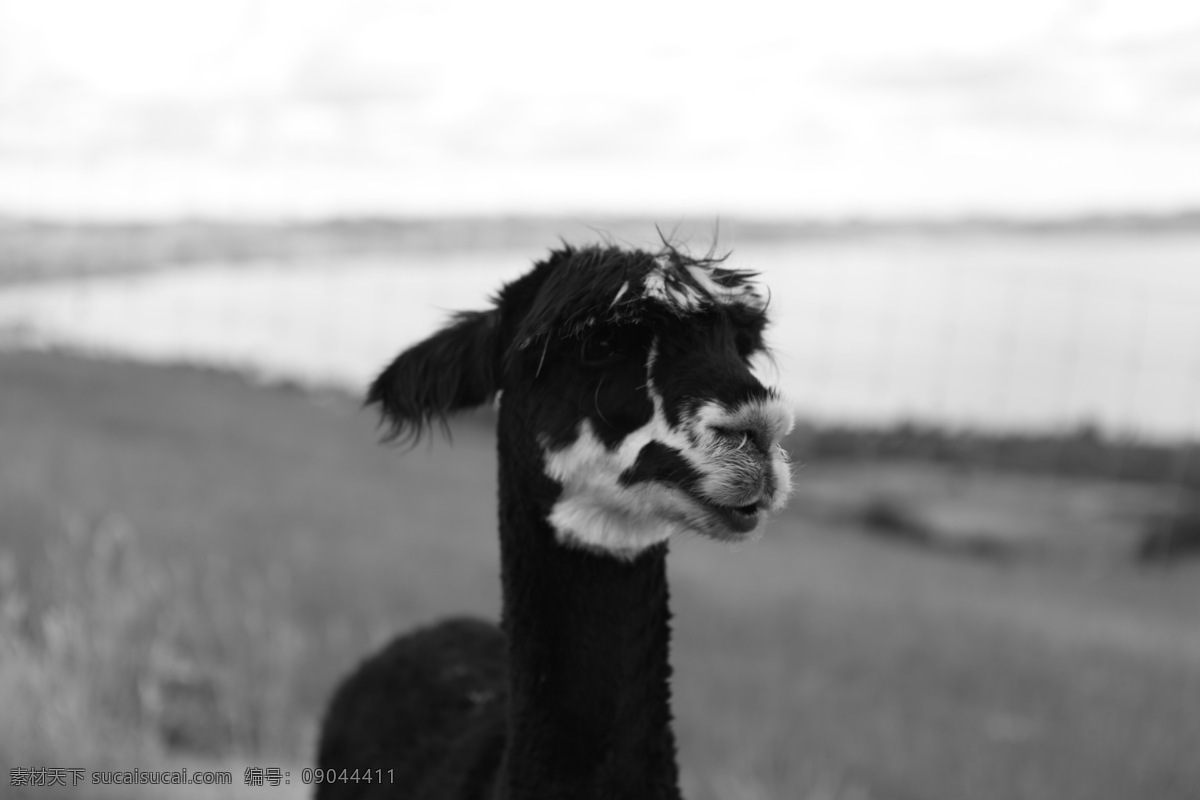 黑白照片 羊驼 精神 军姿 观望 生物世界 野生动物