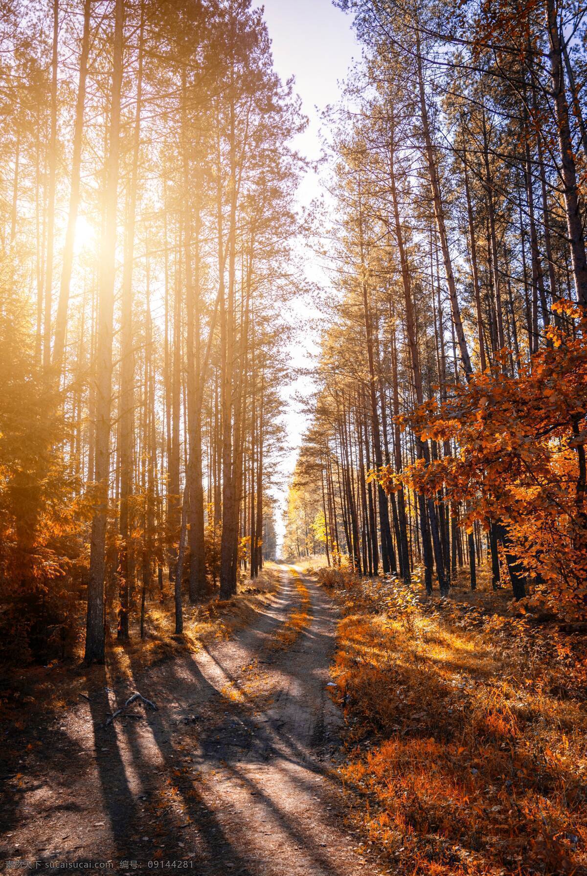 秋天 落叶 黄叶 阳光照射 森林 自然景观 自然风景