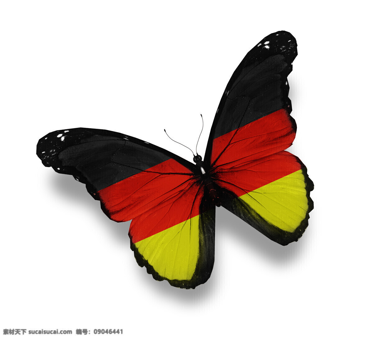 德国国旗蝴蝶 德国国旗 蝴蝶 美丽蝴蝶 蝴蝶标本 动物标本 动物世界 昆虫世界 生物世界 白色