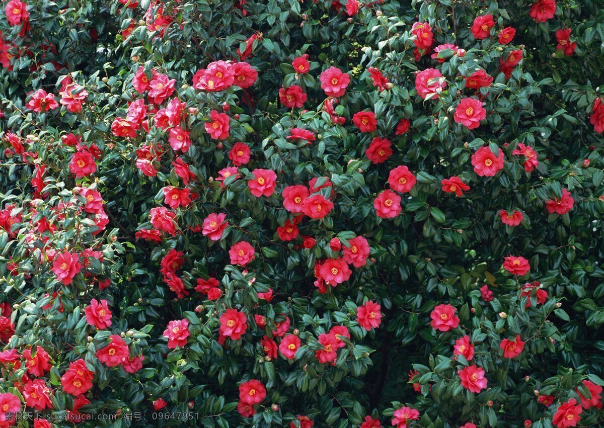 自然 鲜花 风景 花卉 自然风景 花草 生物世界 花海 绿色 花卉风景 杜鹃花 花草树木