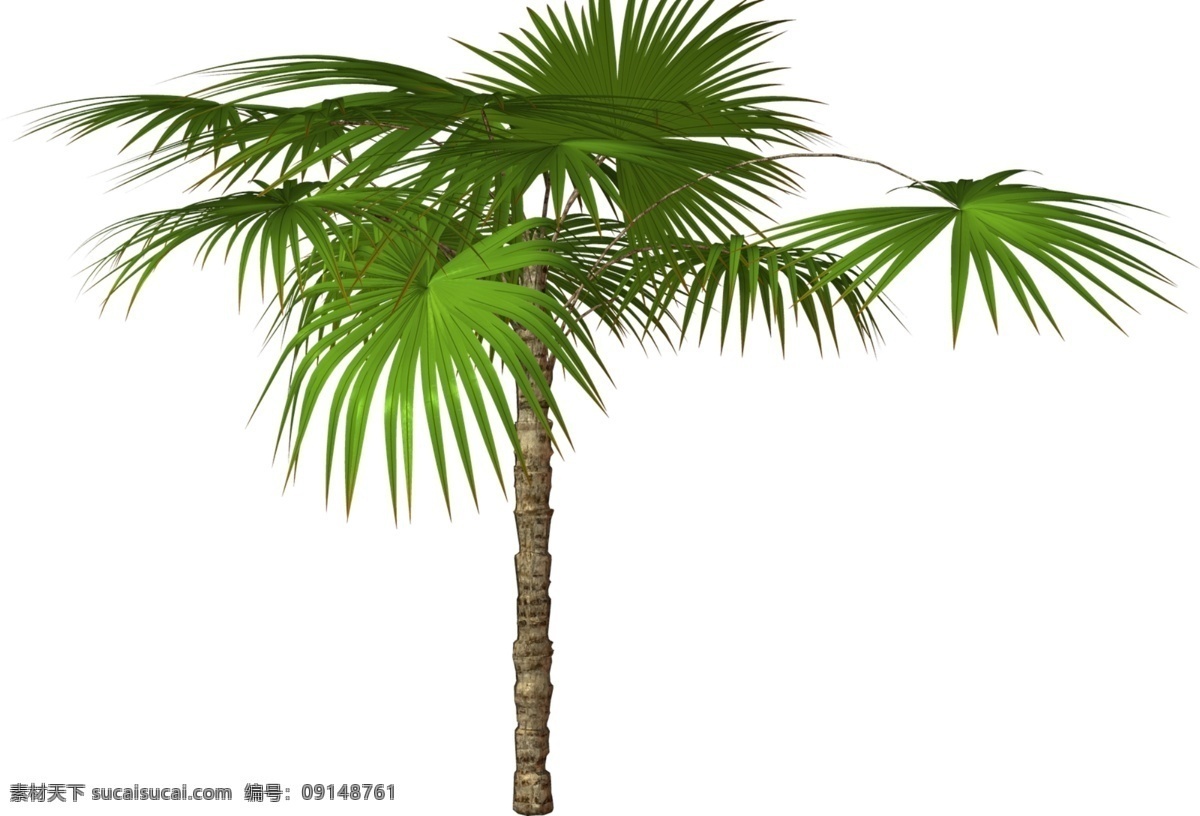 热带 棕榈树 免 抠 透明 热带棕榈树 图形 树海报图片 树广告素材 树海报图