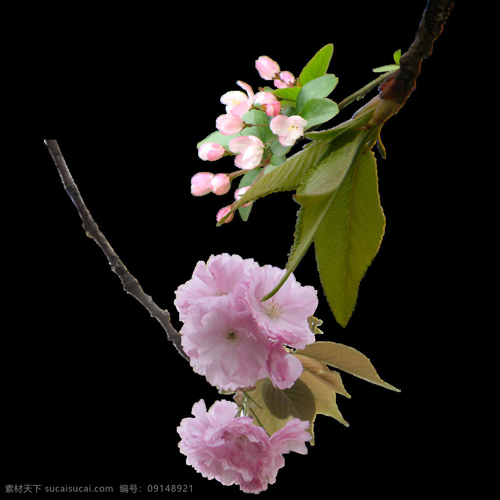 清新 紫 粉色 花瓣 樱花 装饰 元素 褐色树枝 花朵 绿色树叶 清新风格