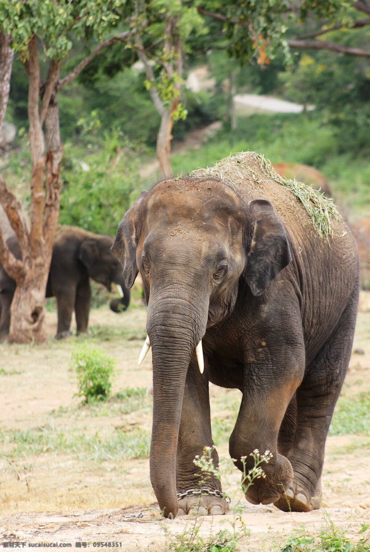 可爱 大象 野生大象 非洲象 野象 野生动物