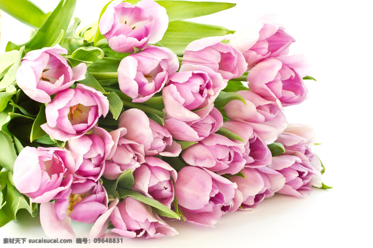 玫瑰花 高清 粉红色 鲜花 分辨率 尺寸 素材网 高清图片素材 库 高清玫瑰花 壁纸 手机