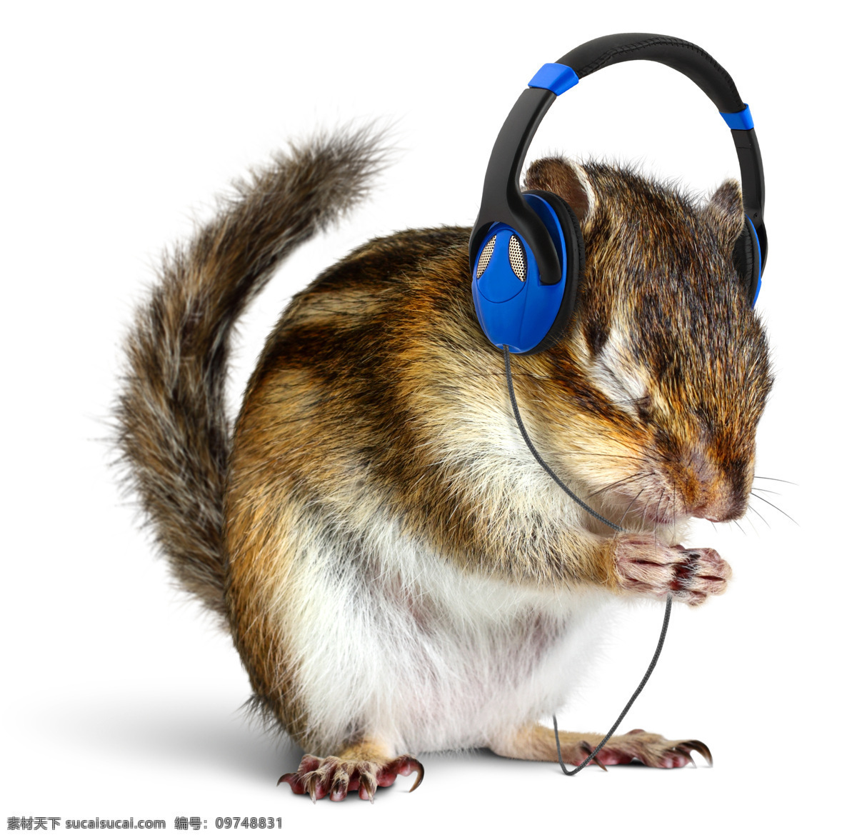 花栗鼠 戴耳机 小松鼠 松鼠 宠物 可爱 野生动物 生物世界
