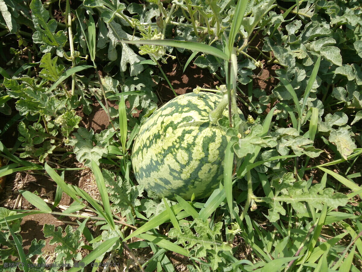 秦岭有机西瓜 西瓜 秦岭西瓜 瓜果 绿色水果 有机水果 瓜 大西瓜 水果 果子 瓜蔓 有机蔬菜 有机食品 生物世界 各色水果