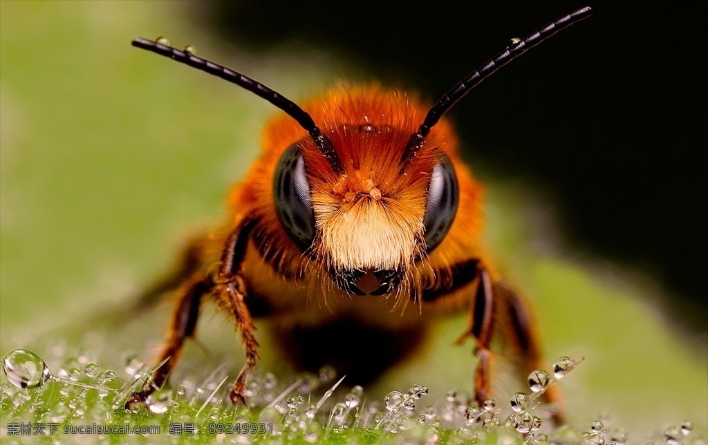蜜蜂 昆虫 虫子 生物 动物 拍摄 微距 生物世界