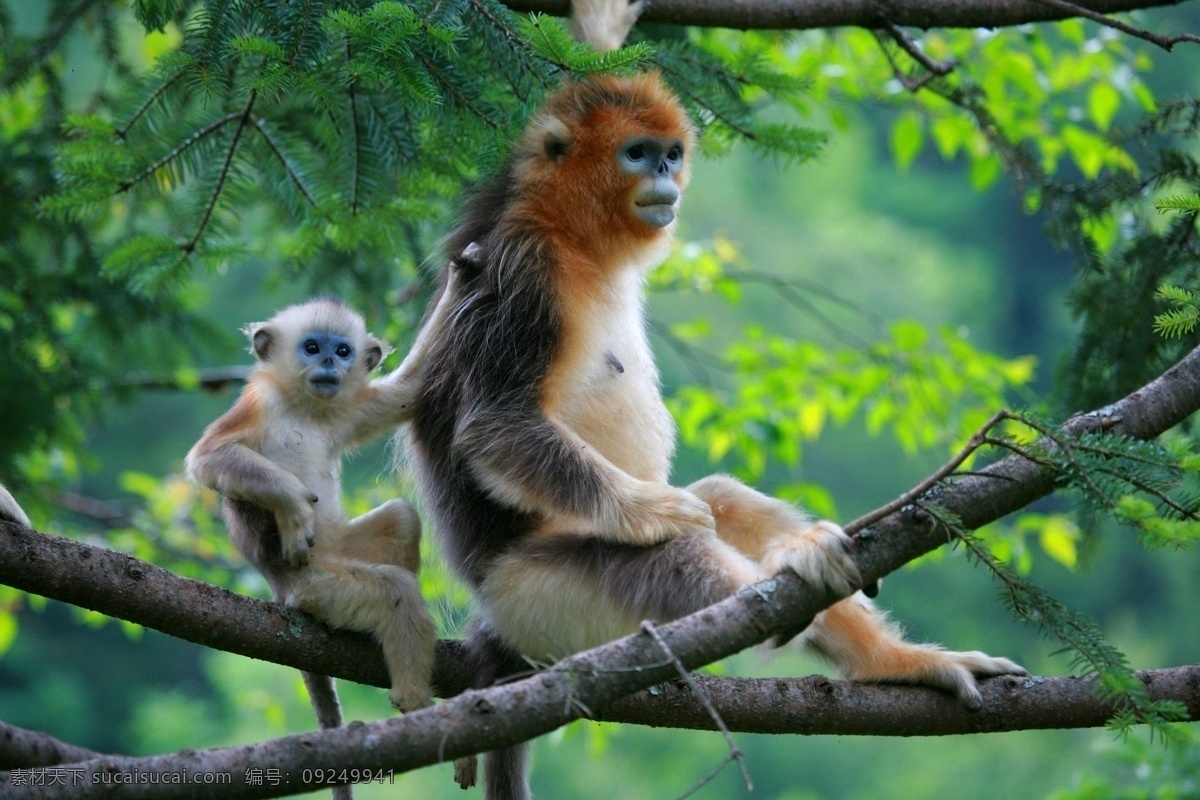 神农架 金丝猴 猴子 动物 珍稀动物 可爱 精灵 旅游 保护 神农顶 母子 生物世界 野生动物