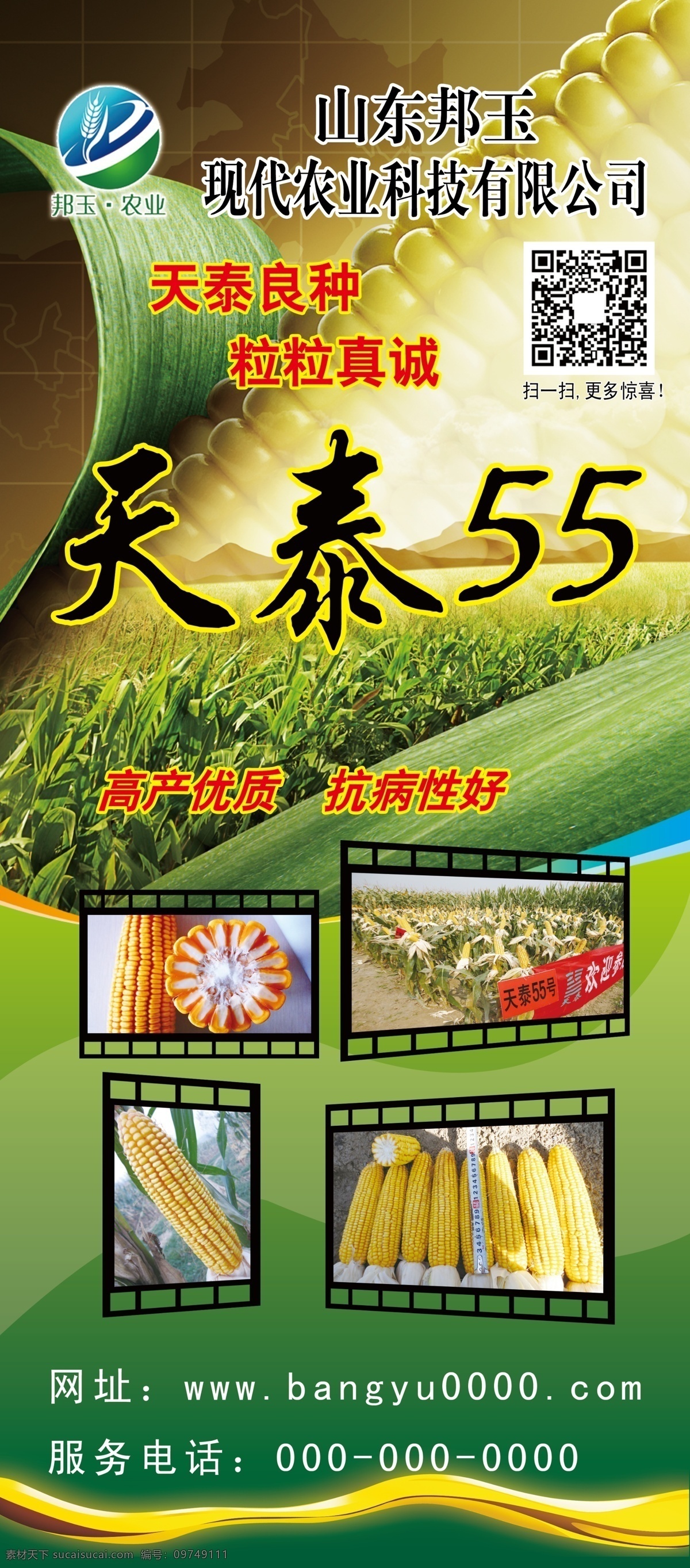 天 泰 55 绿色背景 玉米 展架 天泰55 邦玉 邦玉种子 棒子地 原创设计 其他原创设计