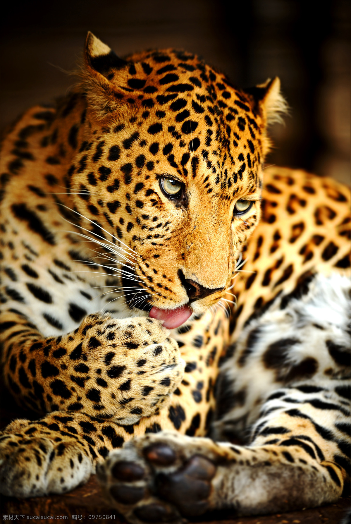 美洲豹 猎豹 豹子 金钱豹 野生动物 生物世界