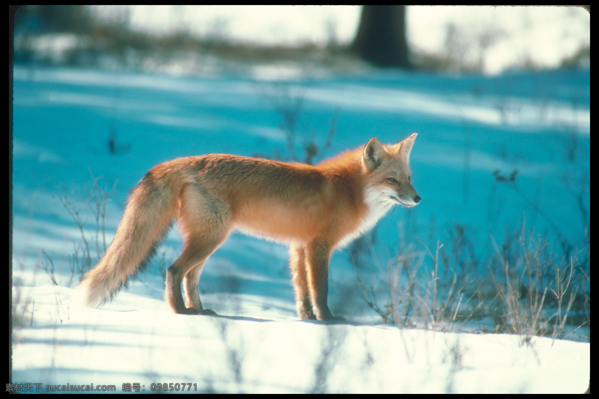 雪地 上 狐狸 雪地风景 狐狸摄影 野生动物 动物摄影 动物世界 冬天雪景 陆地动物 生物世界 白色