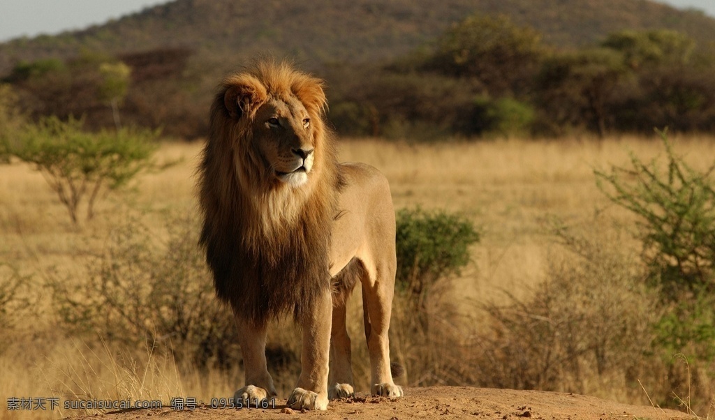 雄狮 母师 非洲雄狮 草原 草原王者 狮子王 狮群 小狮子 动物世界