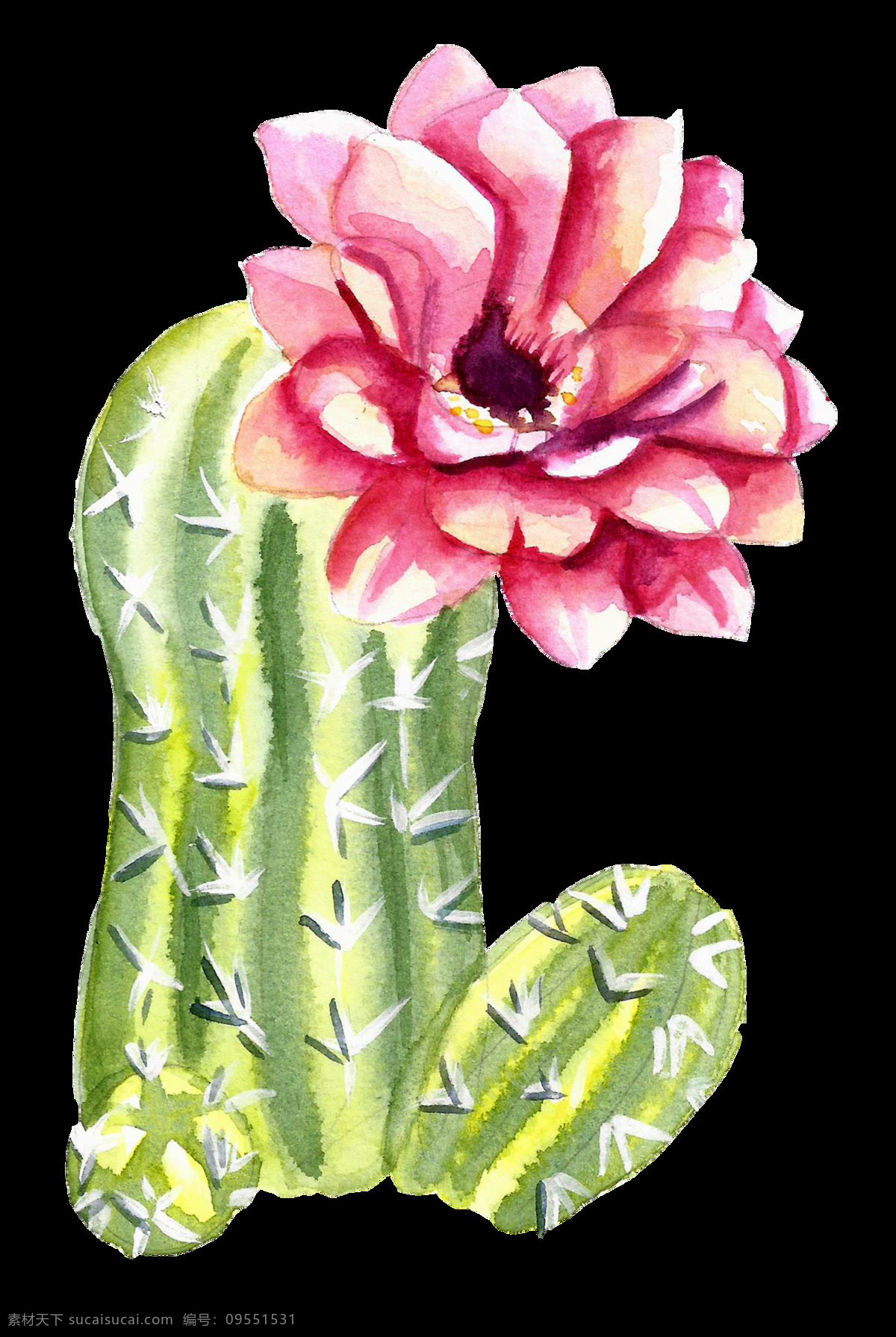 绿色 水彩 手绘 仙人掌 花朵 透明 卡通 透明素材 免扣素材 装饰图案