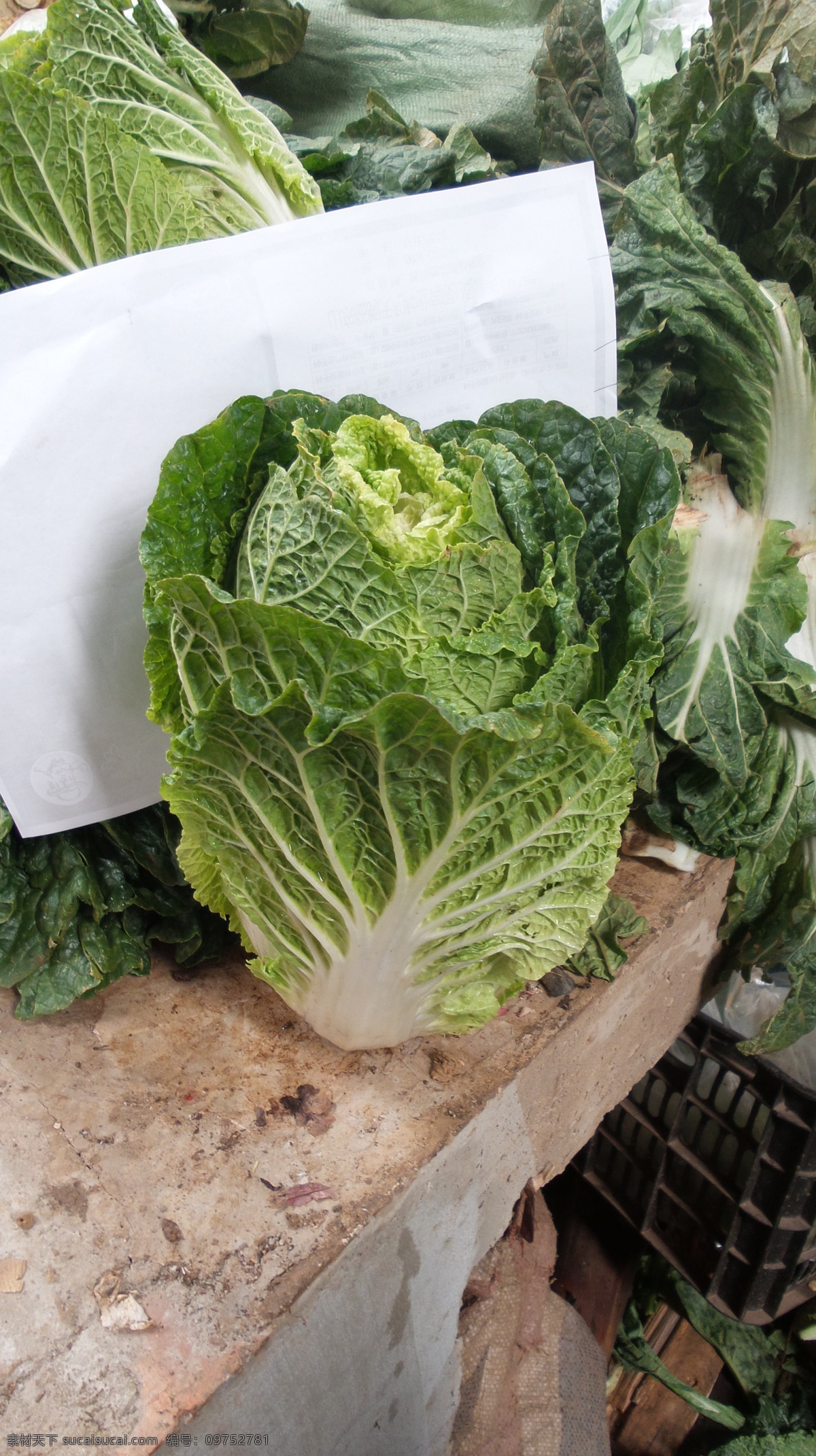 白菜 大白菜 高清图片 高清大白菜 圆白菜 蔬菜 生物世界