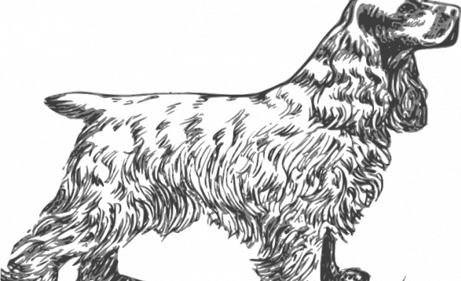 美国 可卡 犬 灰度 矢量图 哺乳动物 宠物 动物 狗 剪贴画 线 艺术 品种 轮廓线 动物学 剪辑 svg 树皮 吠 可卡犬 猎犬 生物世界