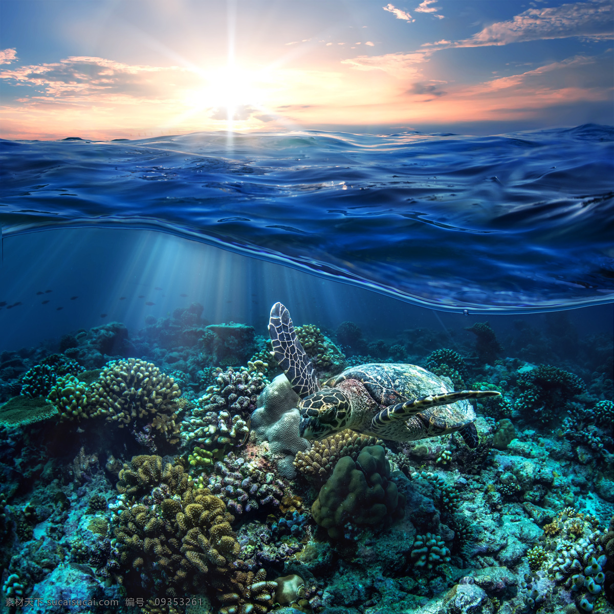 海龟图片素材 海龟图片 海龟 大海 海底 生物世界 海洋生物