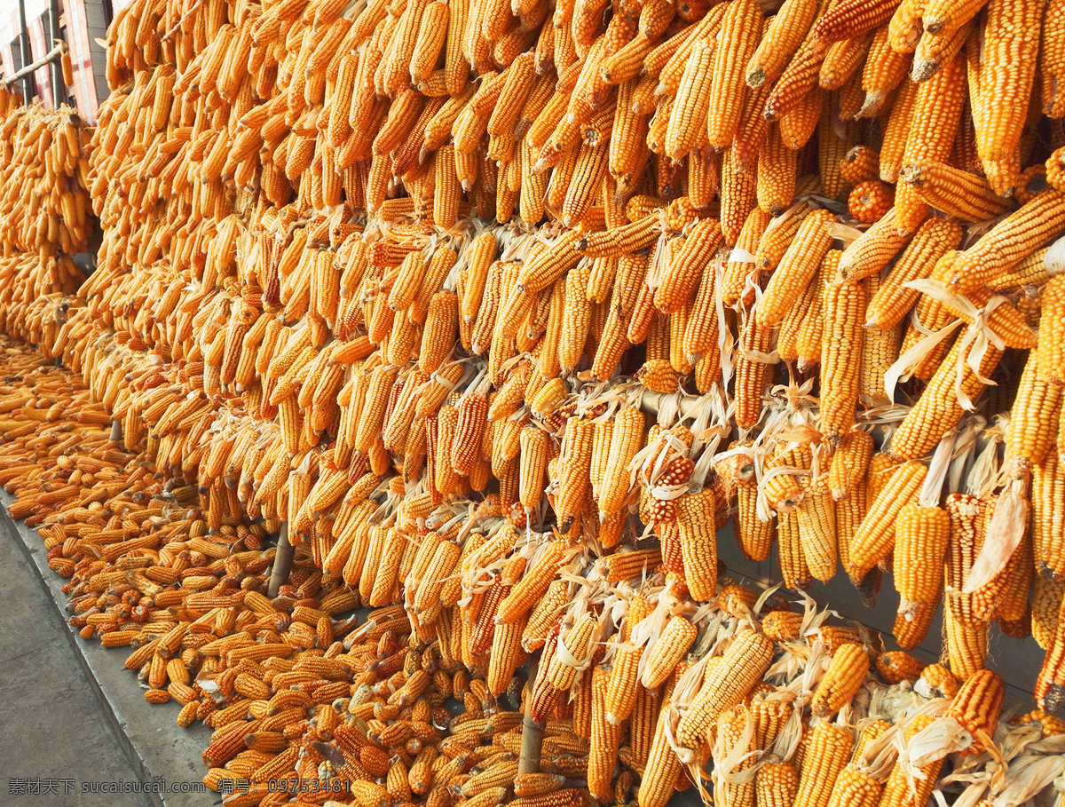 包谷 收获 秋天 金黄色玉米 干玉米 包谷堆 生物世界 蔬菜