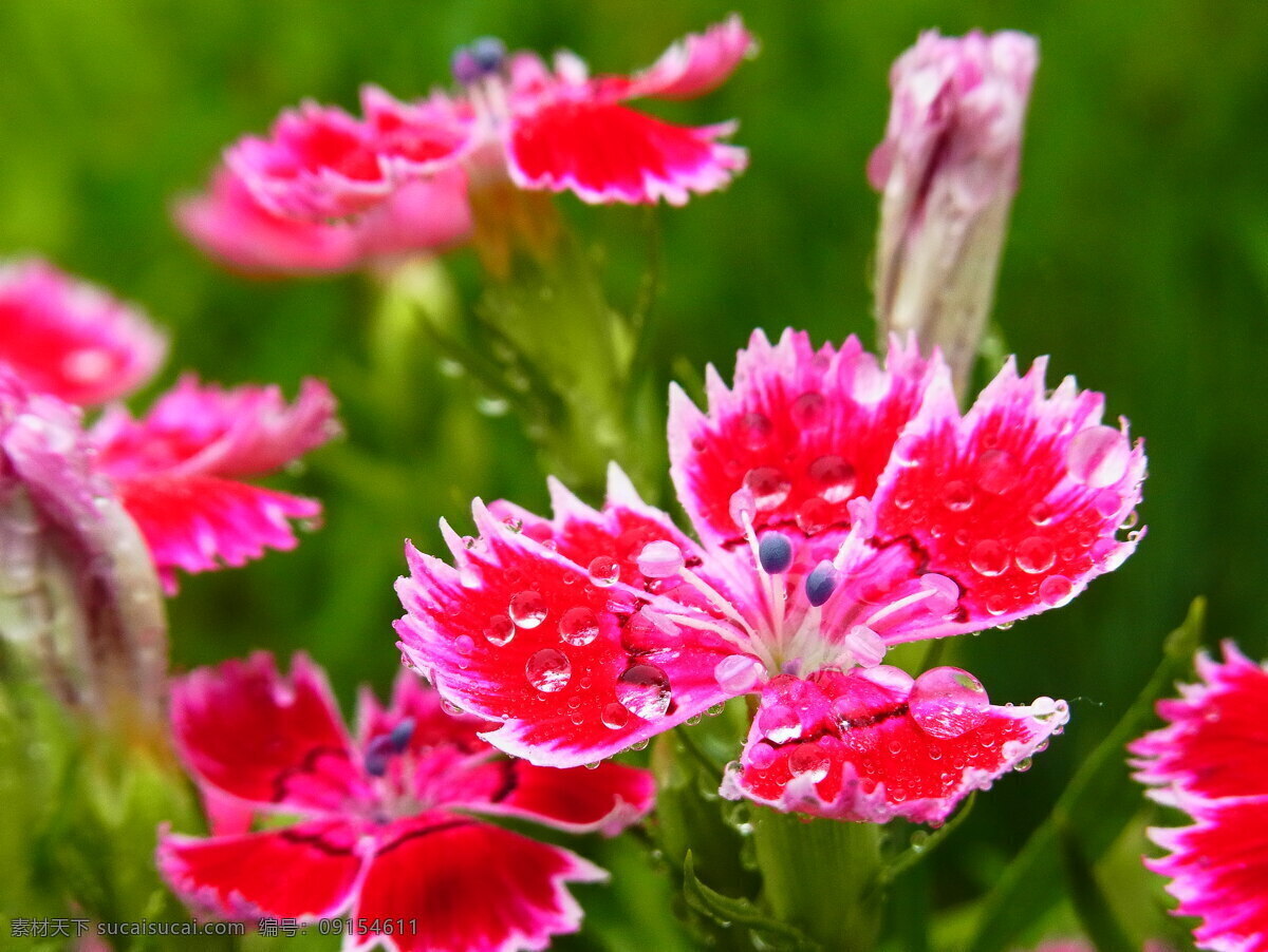 红 花 花草 森林公园 生物世界 水滴 特写 石竹 石竹花 紫红 植物 白边 雨后石竹花 dinohsiang