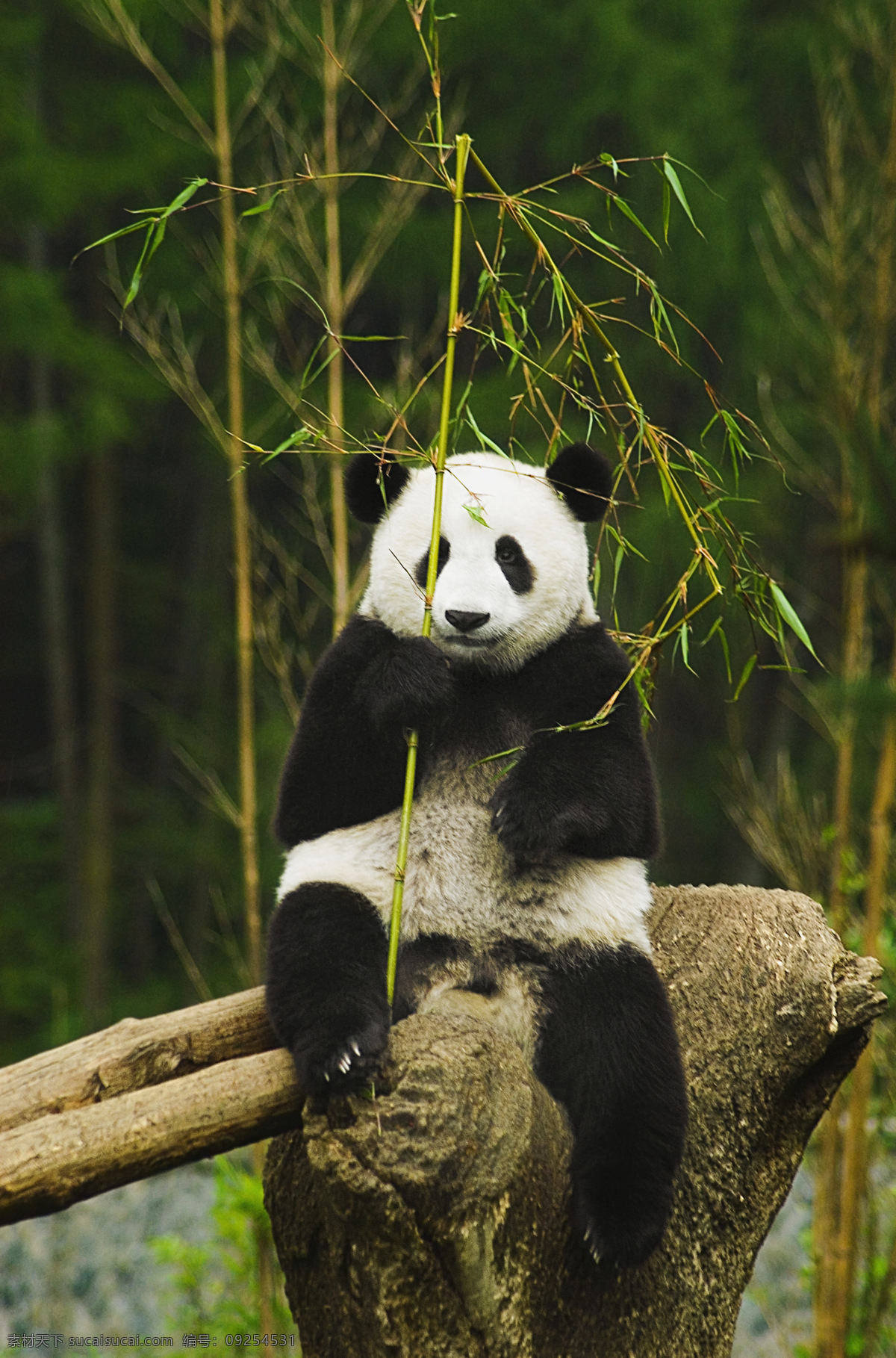 唯美大熊猫 秦皇岛 野生动物园 大熊猫 野生动物 国宝 可爱 生物世界