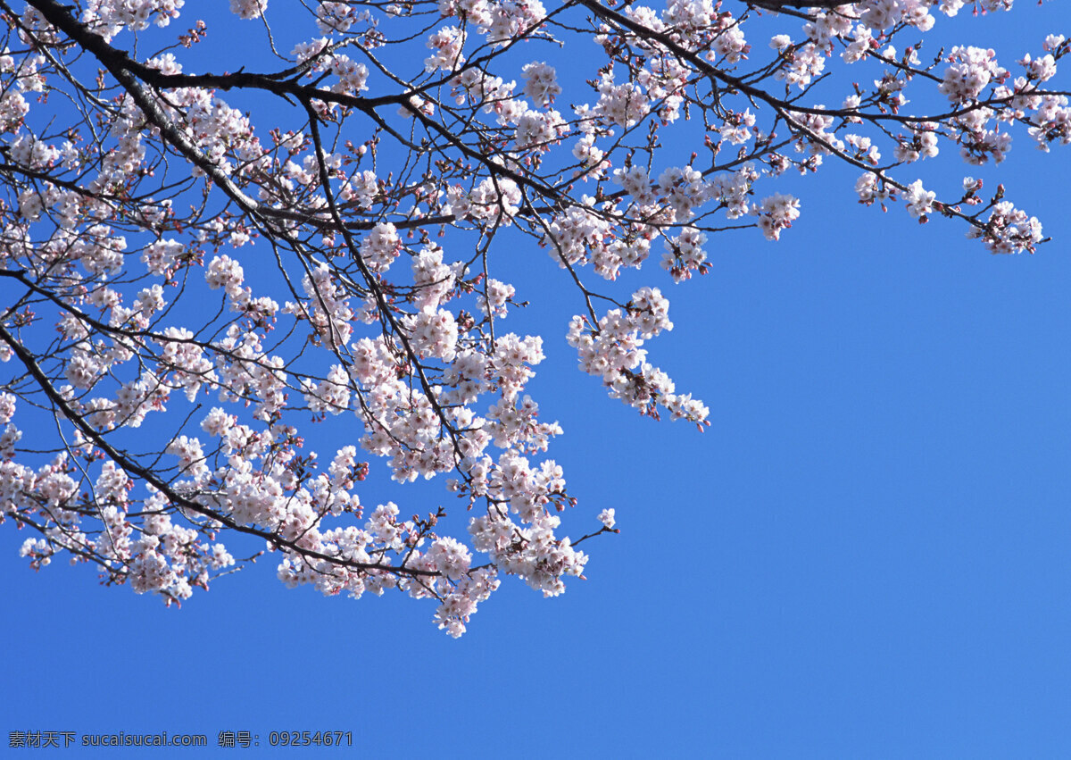 樱花 春天 背景 盛开 插图 粉红色 樱花树 樱花观赏 樱花壁纸 壁纸 花 树 花瓣 日本 日本樱花 生物世界 花草