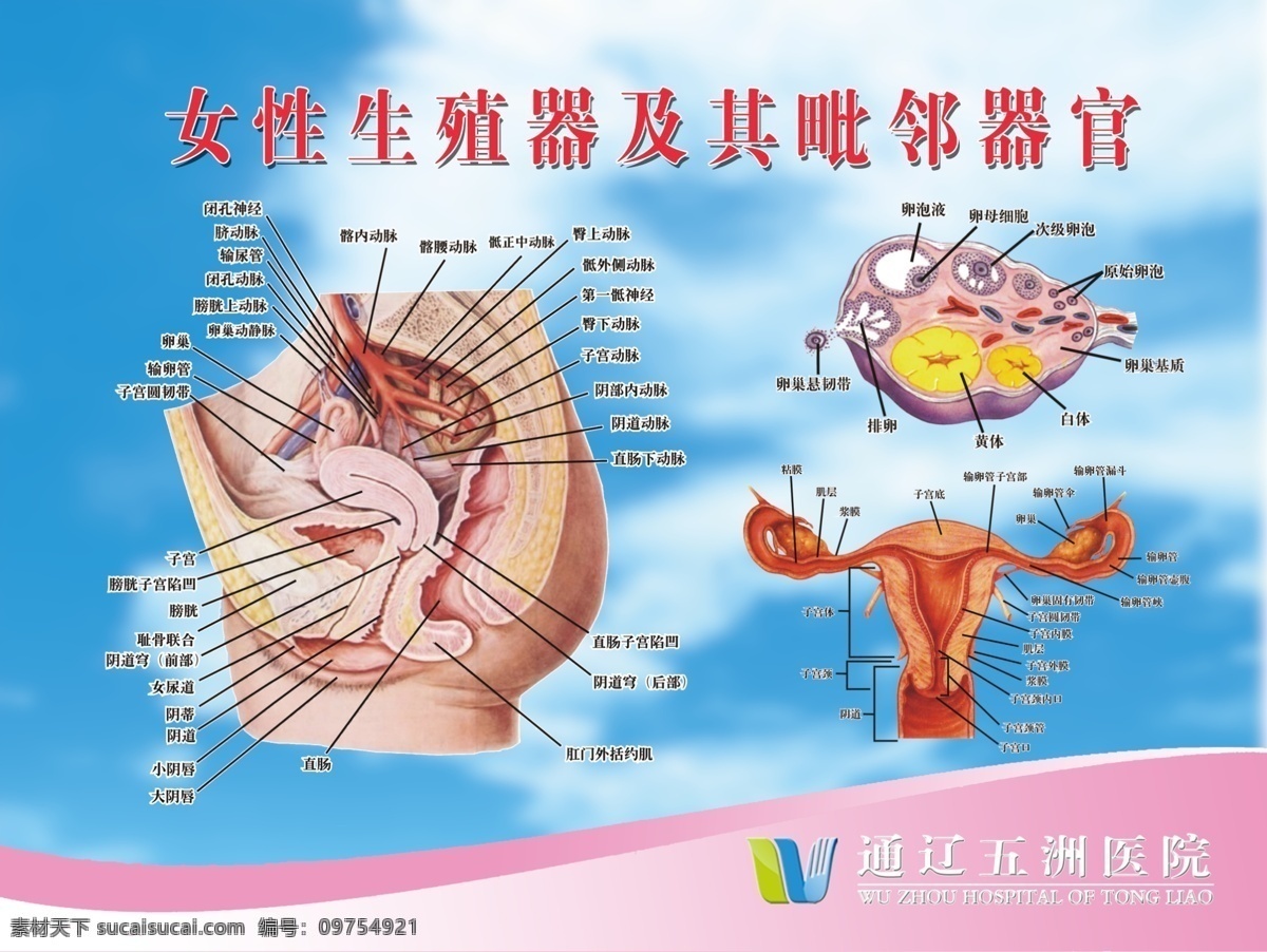 女性 生殖 系统 图 系统图 女性生殖系统 女性生殖 医疗 医院 宣传 分层 源文件库