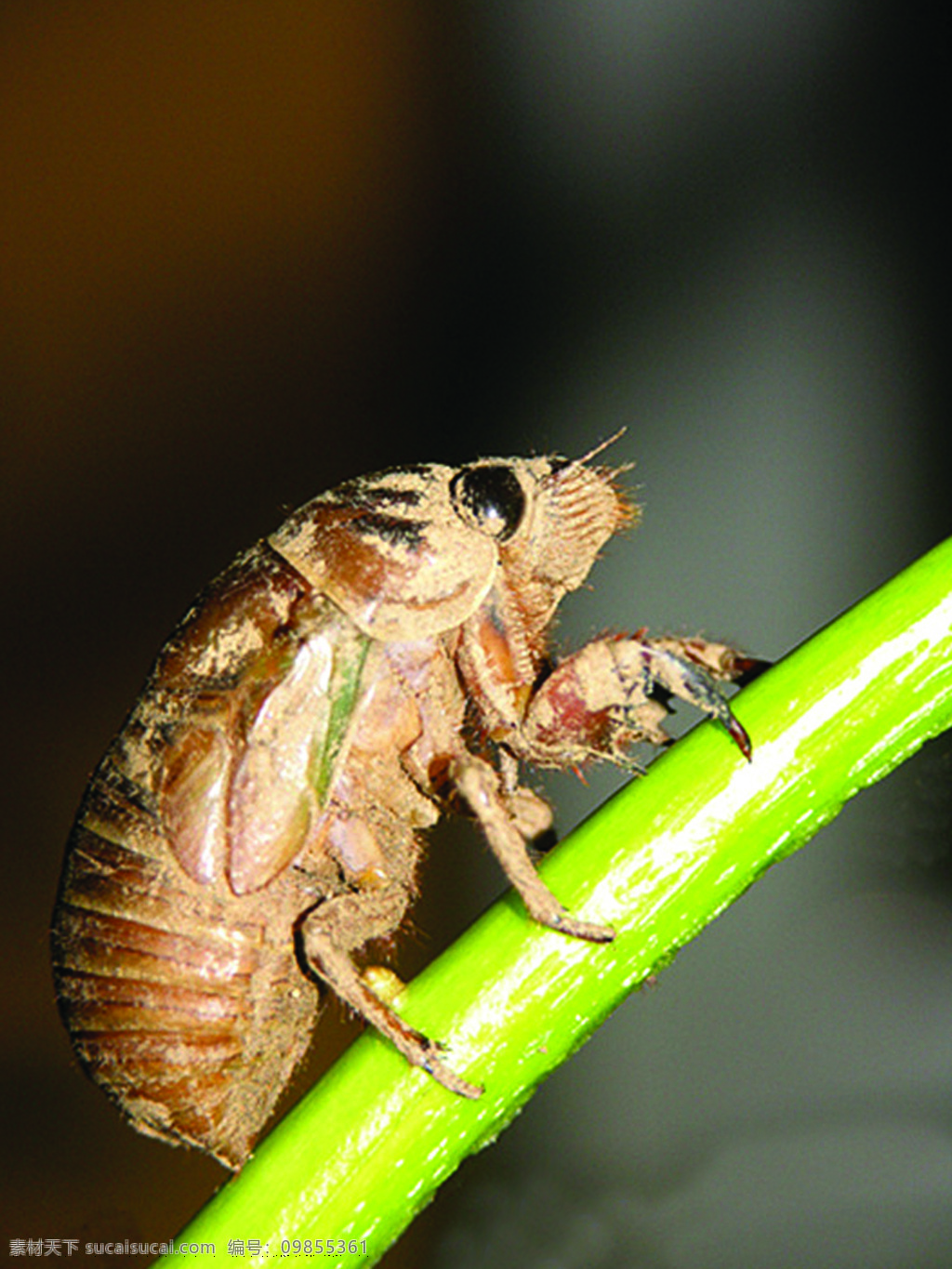 金蝉 知了猴 生物世界 昆虫 摄影图库