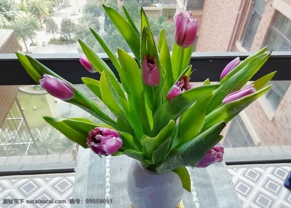 郁金香 鲜花 插花 花 植物 鲜花素材 花朵特写 浪漫 花卉 花艺 花草集 生物世界 花草
