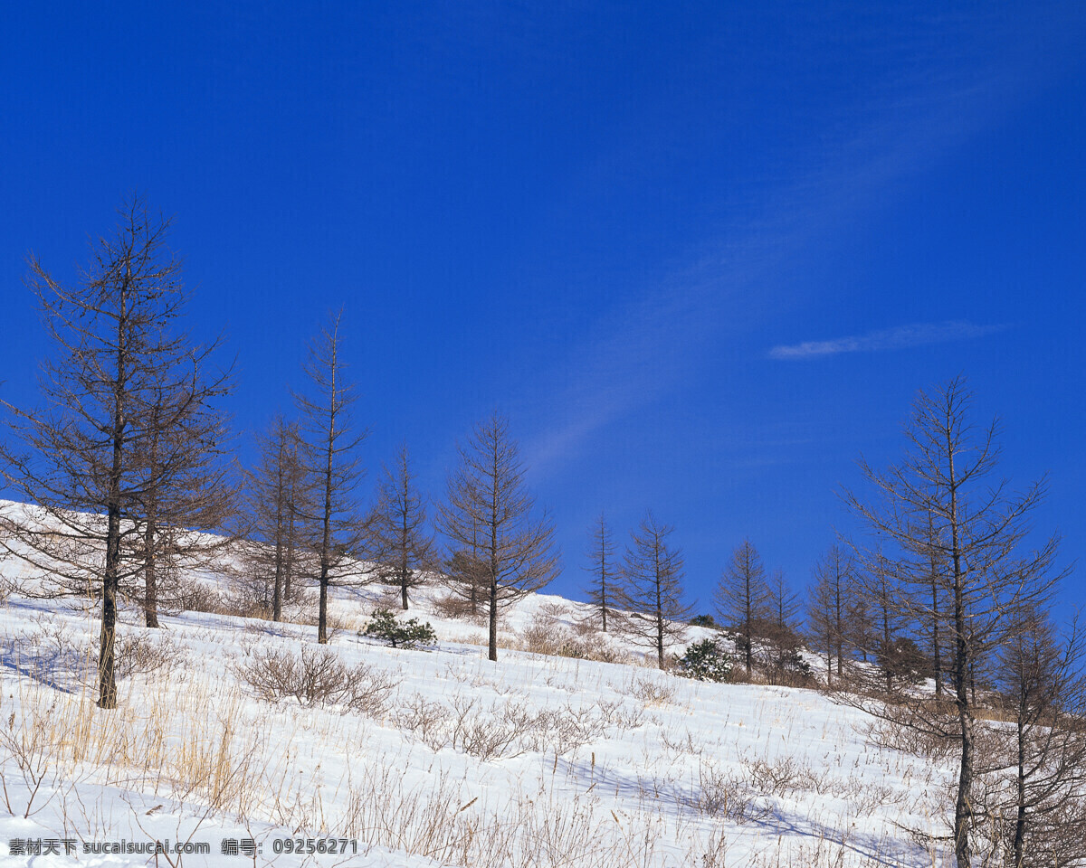 蓝色 雪景 白雪皑皑 雪松 白雪风光 森林大雪 风景 生活 旅游餐饮
