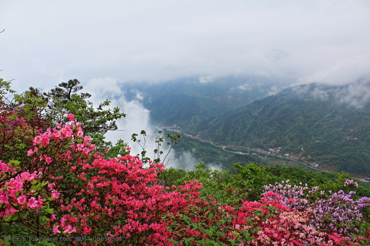 映山红 云雾 风景 共享 旅游摄影 自然风景