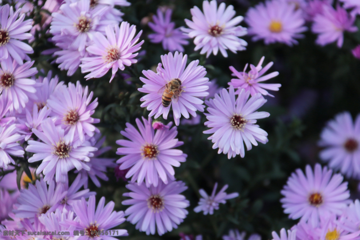 小蜜蜂采花蜜 紫色 小花朵 绿色植物 花 绿色 缤纷 蜜蜂 采花蜜 勤劳 植物 生物世界 花草