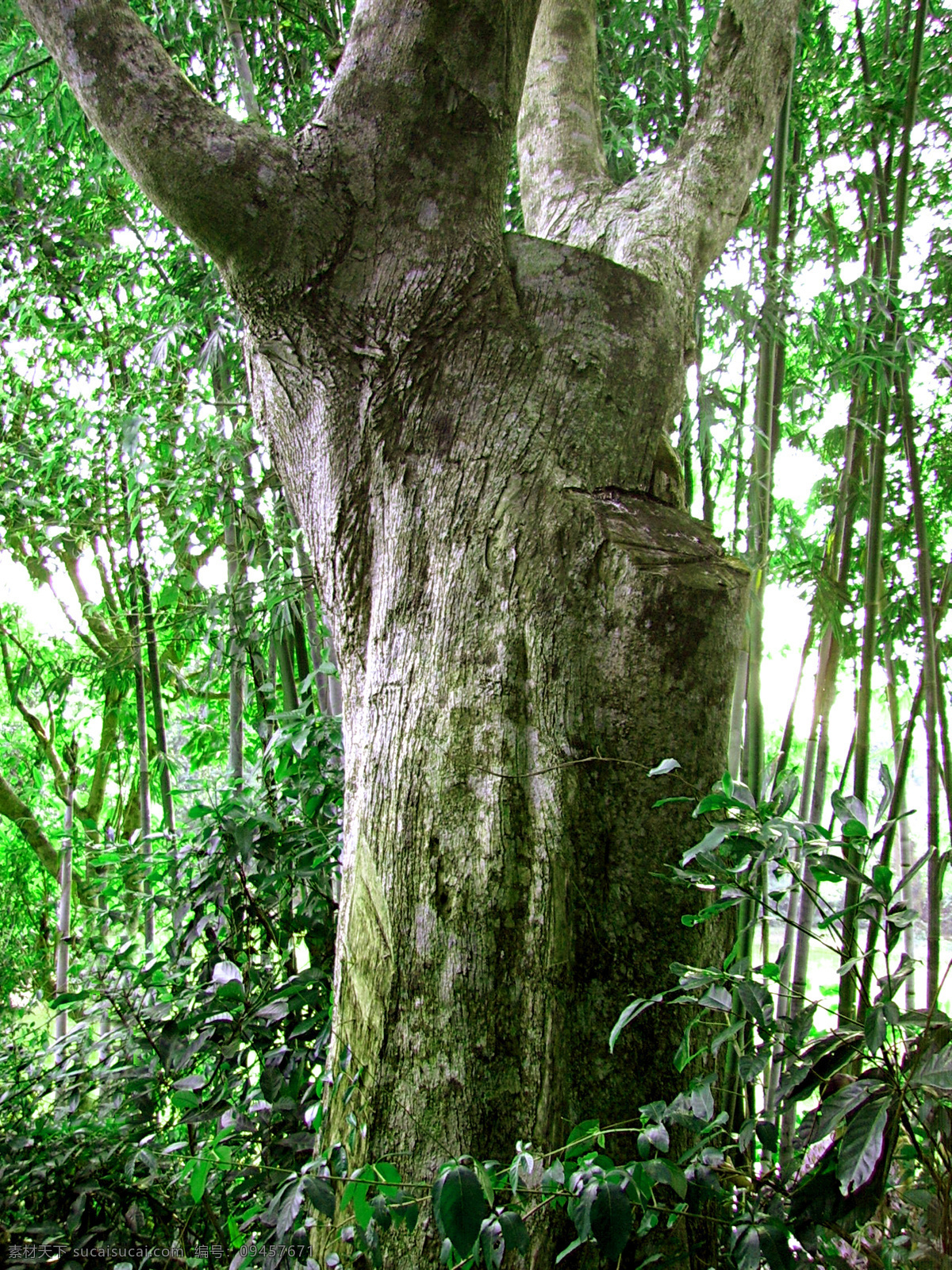 海南 百年 古 沉 香树 百年古树 自然景观 摄影图库