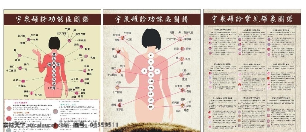 拨罐穴位图 拨罐知识图 人体穴位图 拨罐功能图 拨罐现象图